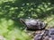 Marsh turtle crawled out of water and basking in sun