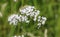 marsh valerian or Valeriana dioica, blooming in spring