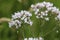 marsh valerian or Valeriana dioica, blooming in spring