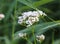 marsh valerian or Valeriana dioica, blooming in spring