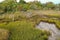 Marsh view of the tree line at Oak Island NC