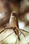 The marsh warbler
