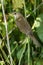 Marsh Warbler, Acrocephalus palustris