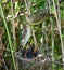 Marsh Warbler, Acrocephalus palustris