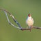 Marsh Warbler (Acrocephalus palustris)