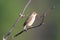 Marsh Warbler (Acrocephalus palustris)