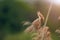 Marsh warbler Acrocephalus palustris singing bird