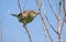 Marsh Warbler perched on tiny twigs with interested look