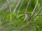 A Marsh warbler singing