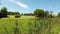 Marsh wetland ecosystem with Reed, Cattail, Typha grass Typhaceae along the edge of a golf corse