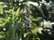 Marsh woundwort booming