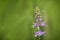 Marsh Woundwort flower Stachys palustris in the summer