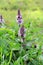 Marsh woundwort lat.Stachys palustris