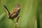 Marsh Wren