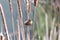 Marsh Wren bird