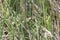 Marsh Wren bird