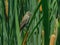 Marsh Wren on a Cattail
