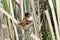 Marsh Wren, Cistothorus palustris