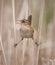 Marsh Wren cistothorus palustris on two reeds and singing