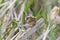 Marsh Wren clings in marsh