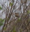 Marsh Wren clings in marsh