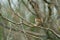 Marsh Wren clings in marsh