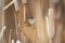 Marsh Wren Perched on a Cattail