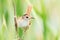 Marsh Wren Perched on a Cattail