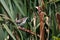 Marsh Wren perched on a cattail in a marsh