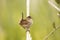 Marsh Wren perched on a dry cattail reed with tail pointing up