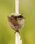 Marsh Wren perched on a dry cattail reed with with tail wrapped above its head