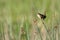 Marsh wren perched on reed at Sacramento Wildlife Refuge