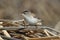 Marsh Wren On A Reed