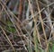 Marsh Wren resting in marsh