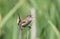 Marsh Wren Singing