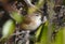 Marsh Wren in swamp scrub in the Okefenokee National Wildlife Refuge, Georgia