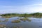 Marshes of Lake Chapala in Mexico