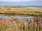 Marshes with marsh vegetation, mudflats, shallow pools, creeks and sheltered, shallow water on Marker Wadden island, Netherlands