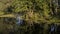 Marshes and trees in the forest.