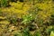 Marshland with algae in standing water