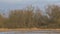 Marshland with golden reed and bare trees in the flemish countryside