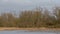 Marshland with golden reed and bare trees in the flemish countryside