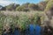 Marshland at Herdsman Lake