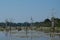 Marshland in the jungle of south-east Asia. Gloomy landscape. Dead trees