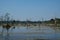 Marshland in the jungle of south-east Asia. Gloomy landscape. Dead trees