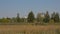 Marshland in a park in the city of Ghent, with apartment building, church tower and old factory chi;ney in the background