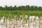 Marshland on a rural area of Vietnam, flooded with the waters of Mekong River.