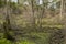 Marshland Swamp after a Storm