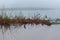 Marshlands on foggy morning