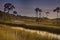 Marshlands of northern Florida in Tallahassee, Florida